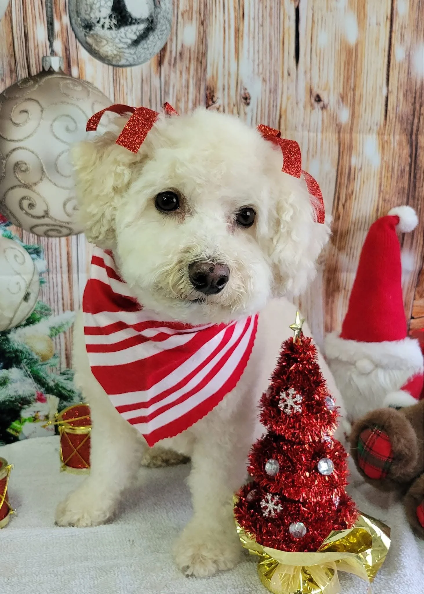 A cute white dog with curly fur wearing a red and white striped bandana and red glittery ribbons on its ears, sitting among Christmas decorations including a small red Christmas tree, a Santa hat, and Christmas ornaments.
