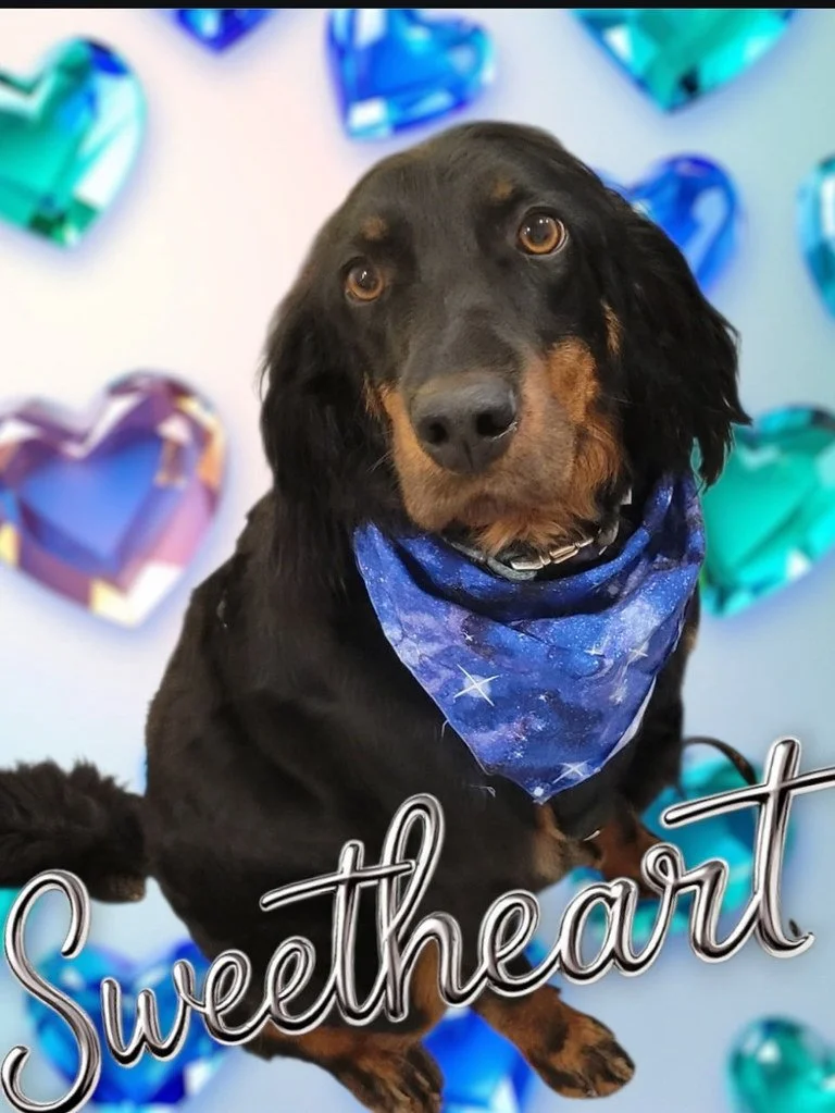 A black and tan dog wearing a galaxy-patterned bandana, sitting in front of a wall decorated with colorful heart-shaped ornaments.