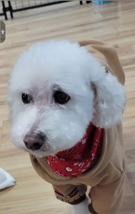 A small white dog wearing a brown hoodie and a red bandana, standing on a wooden floor.