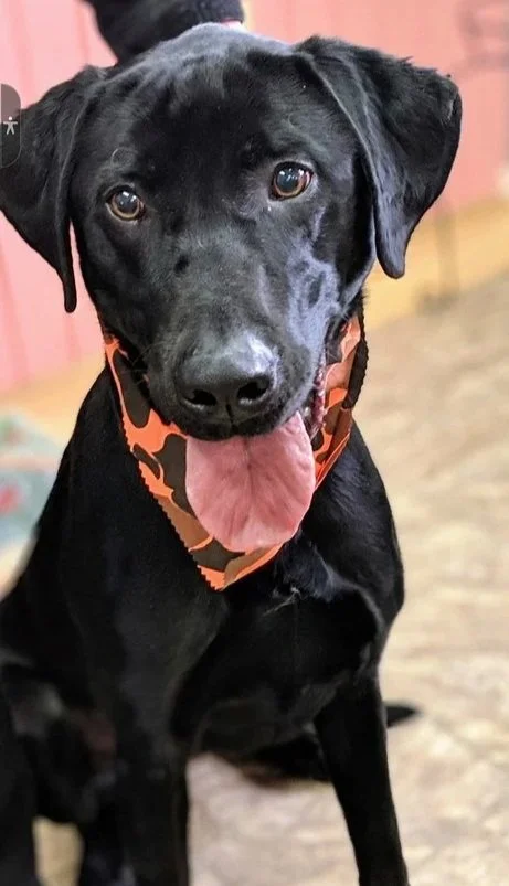 A black dog with a pink tongue hanging out, wearing an orange and black camouflage bandana, sitting on a wooden floor.