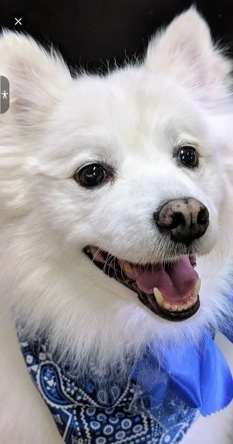 A happy white dog with black eyes, a black nose, and wearing a blue bandana.