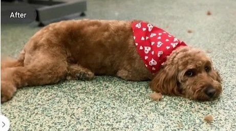 A dog with a red bandana lying on a green carpet.