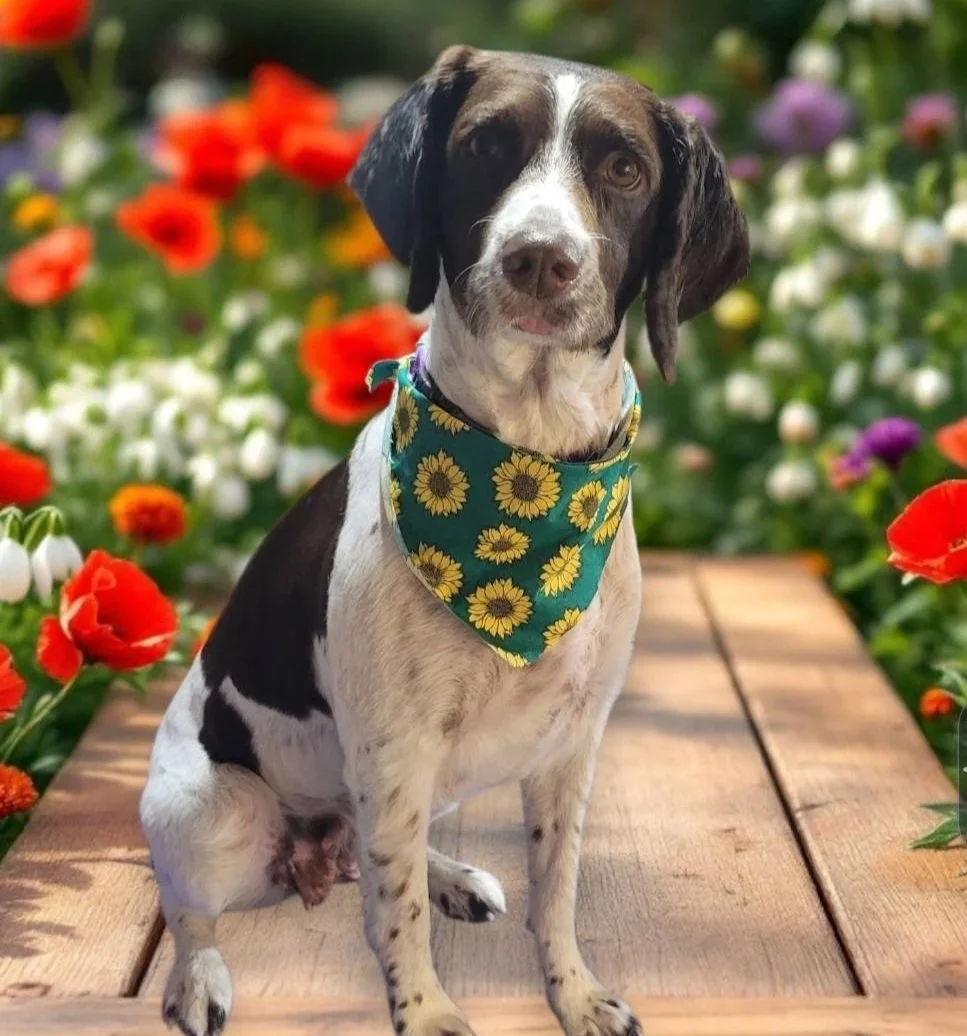 Dog with black and white fur wearing a sunflower-patterned bandana, sitting on a wooden surface surrounded by colorful flowers.
