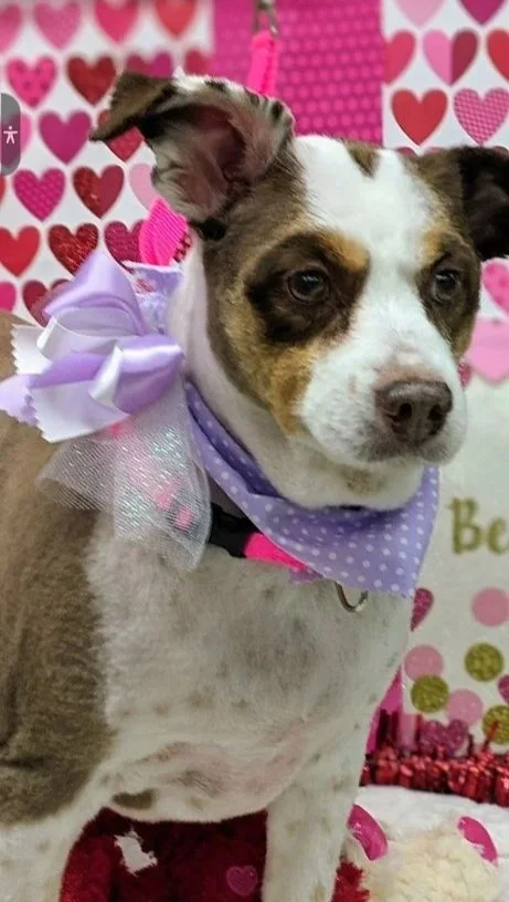 A dog with a purple polka-dot bandana and lilac bow, standing against a Valentine's themed background with pink and red hearts.