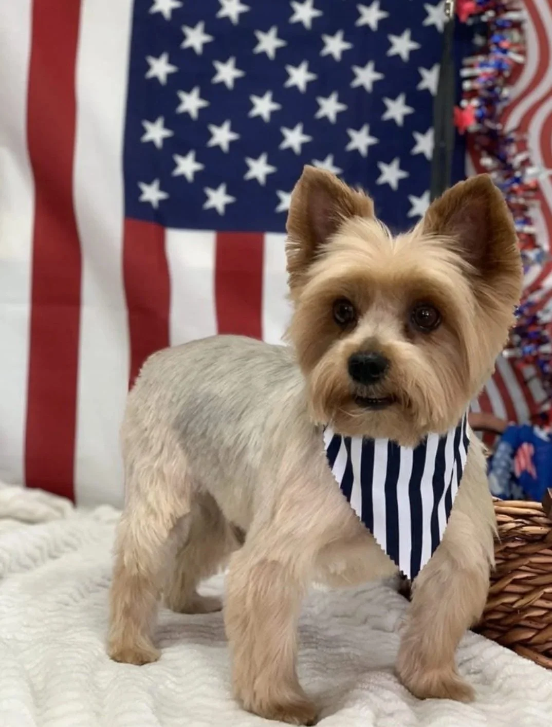 Small dog with tan and gray fur, wearing a blue and white striped bandana, standing on a white surface with an American flag background.