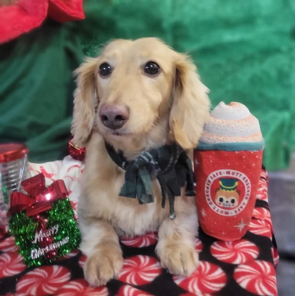 A cute golden gerbil dog wearing a black and green plaid scarf sitting at a table with Christmas decorations and a festive mug.