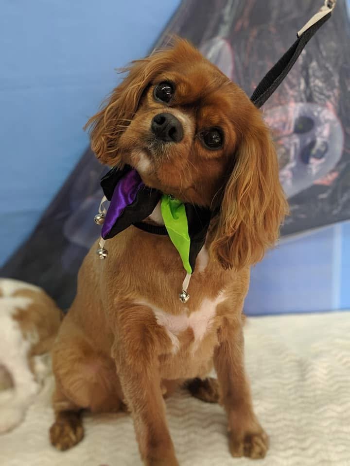 A cute brown dog with floppy ears sitting on a light-colored surface, wearing a colorful bandana with purple, green, and black sections, against a blue background with a tent-like structure in the background.