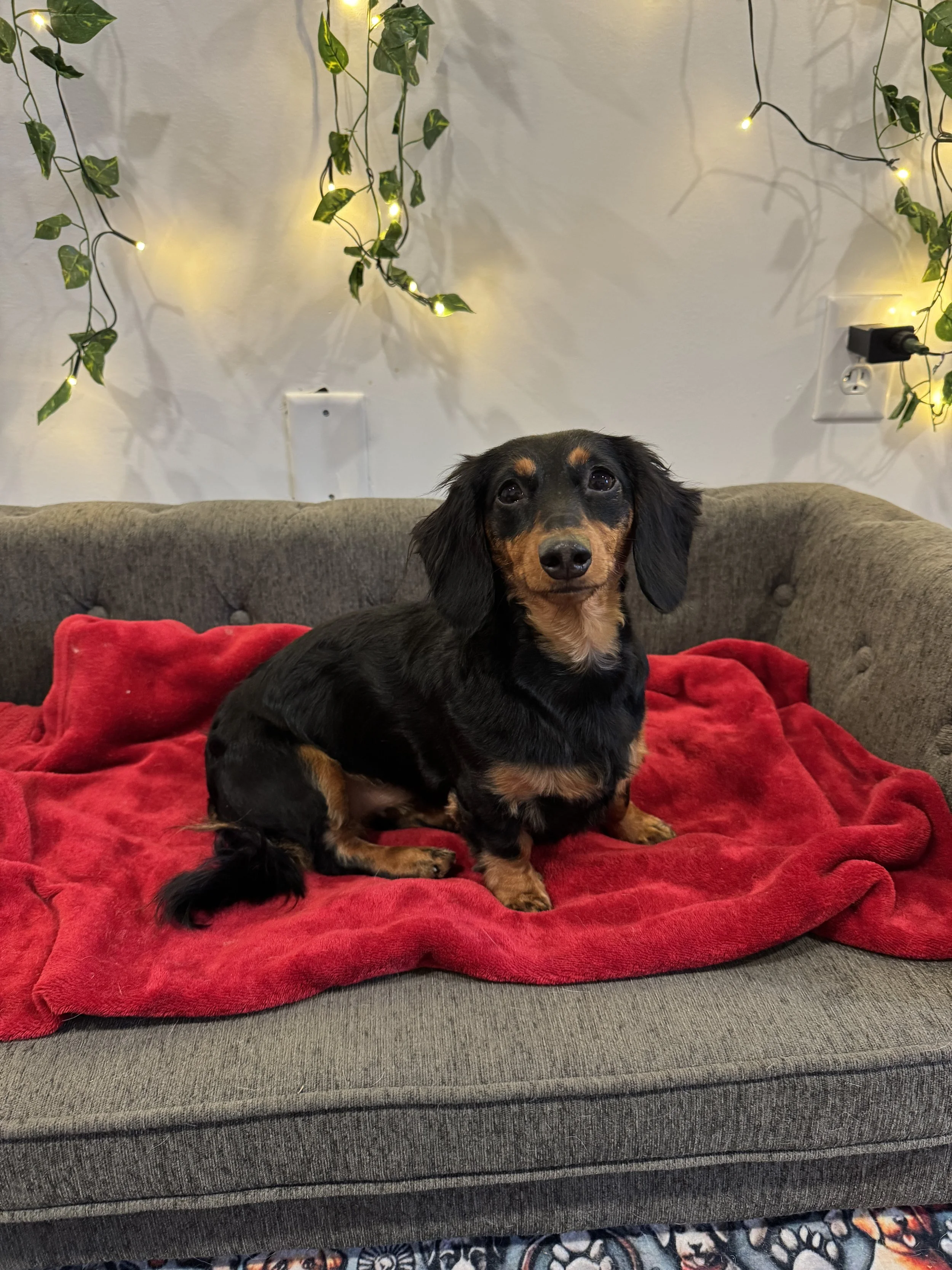 A black and tan dachshund sitting on a red blanket on a gray sofa with hanging green ivy lights on the wall behind.