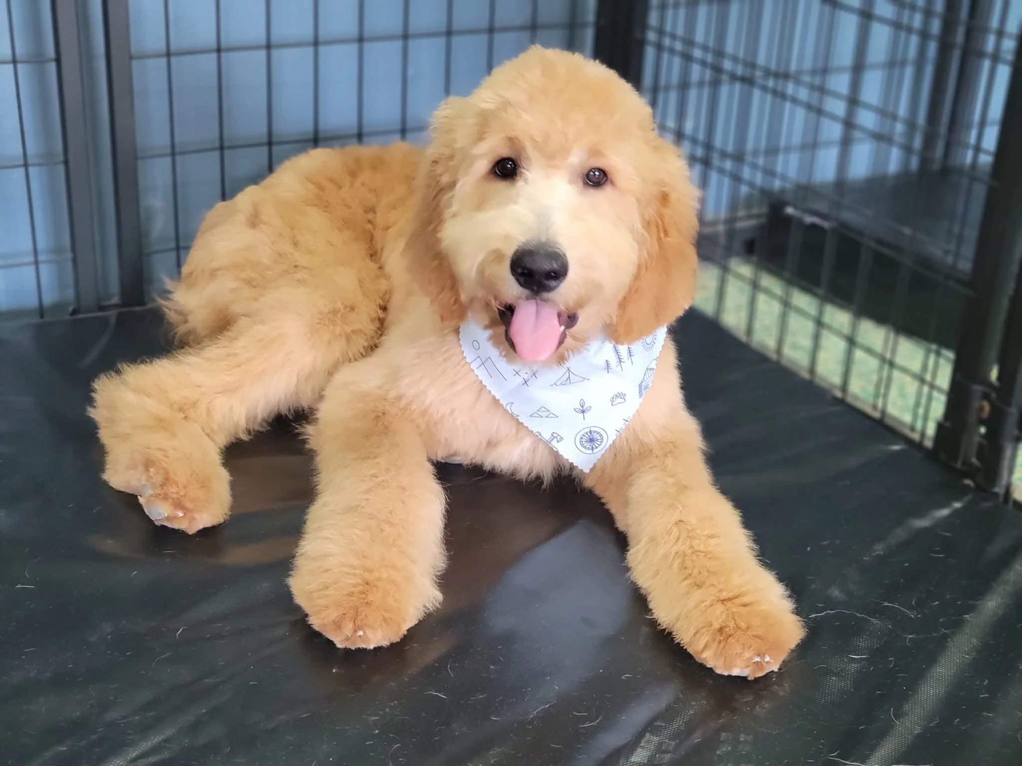 A fluffy golden retriever puppy sitting inside a black playpen, panting with its tongue out, wearing a white bandana with blue patterns.