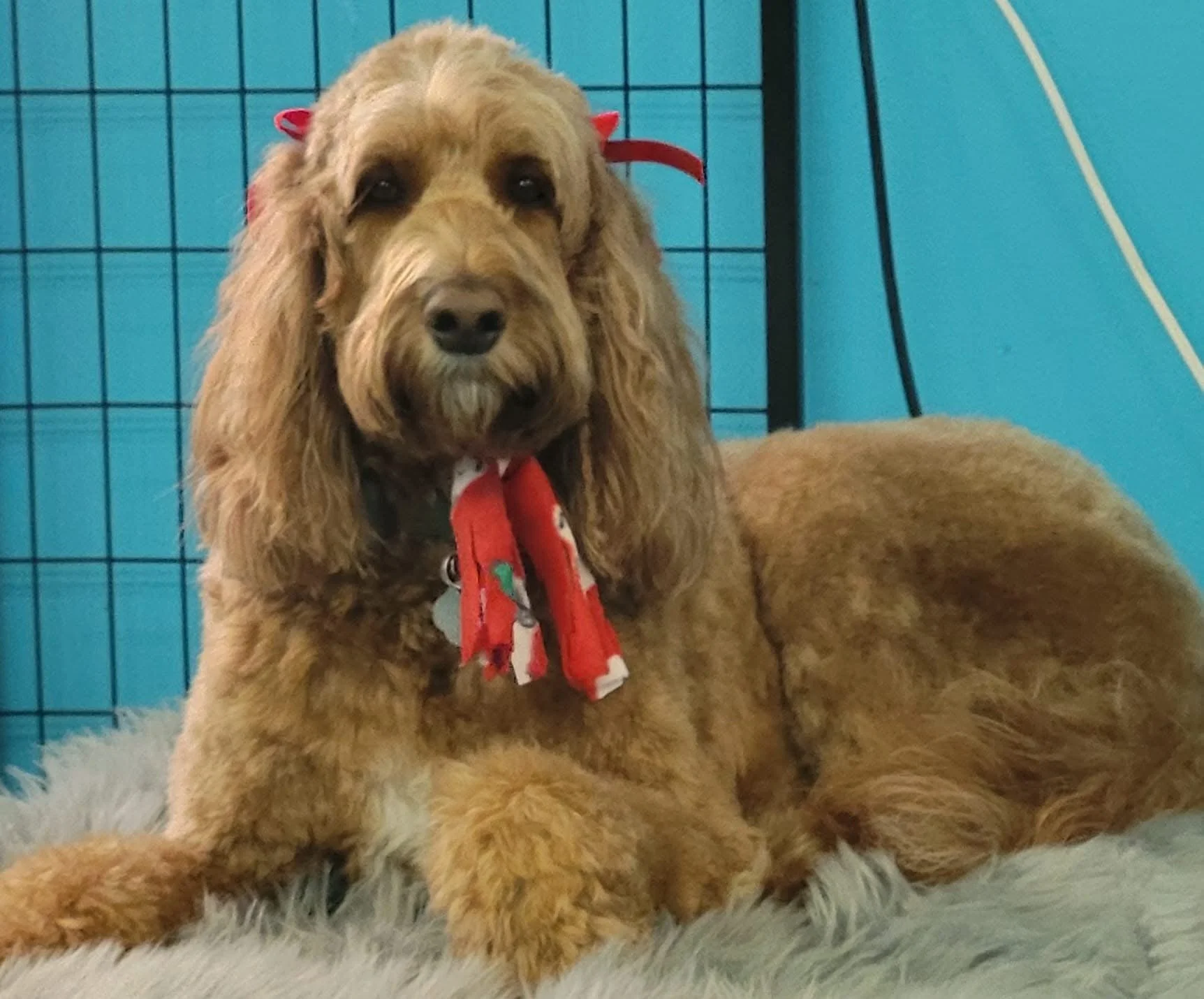 A gold-colored dog with long ears lying on a fluffy surface inside a blue pen, wearing a red ribbon around its neck.