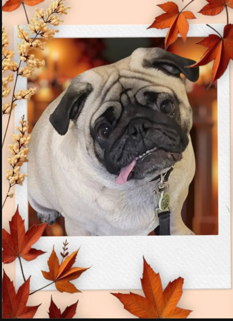 A close-up of a pug dog inside a decorative photo frame with autumn leaves around it. The pug has a wrinkled face, a slightly protruding tongue, and a collar with tags.