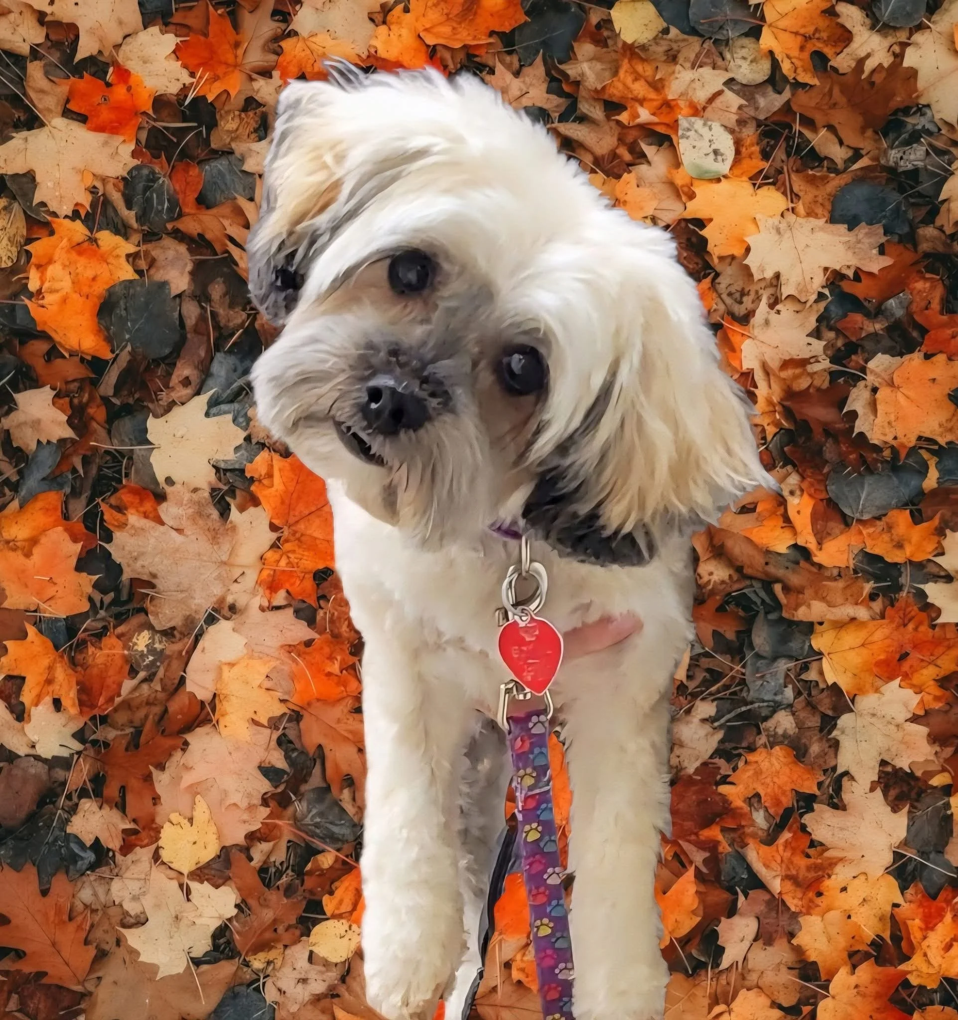 A cute dog with cream and gray fur lying on colorful fall leaves.