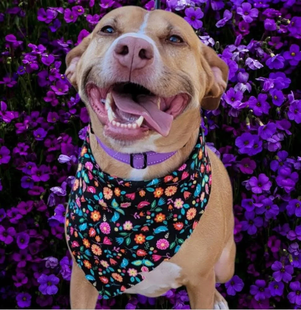 A happy tan dog with a purple collar and floral bandana sitting in front of purple flowers.