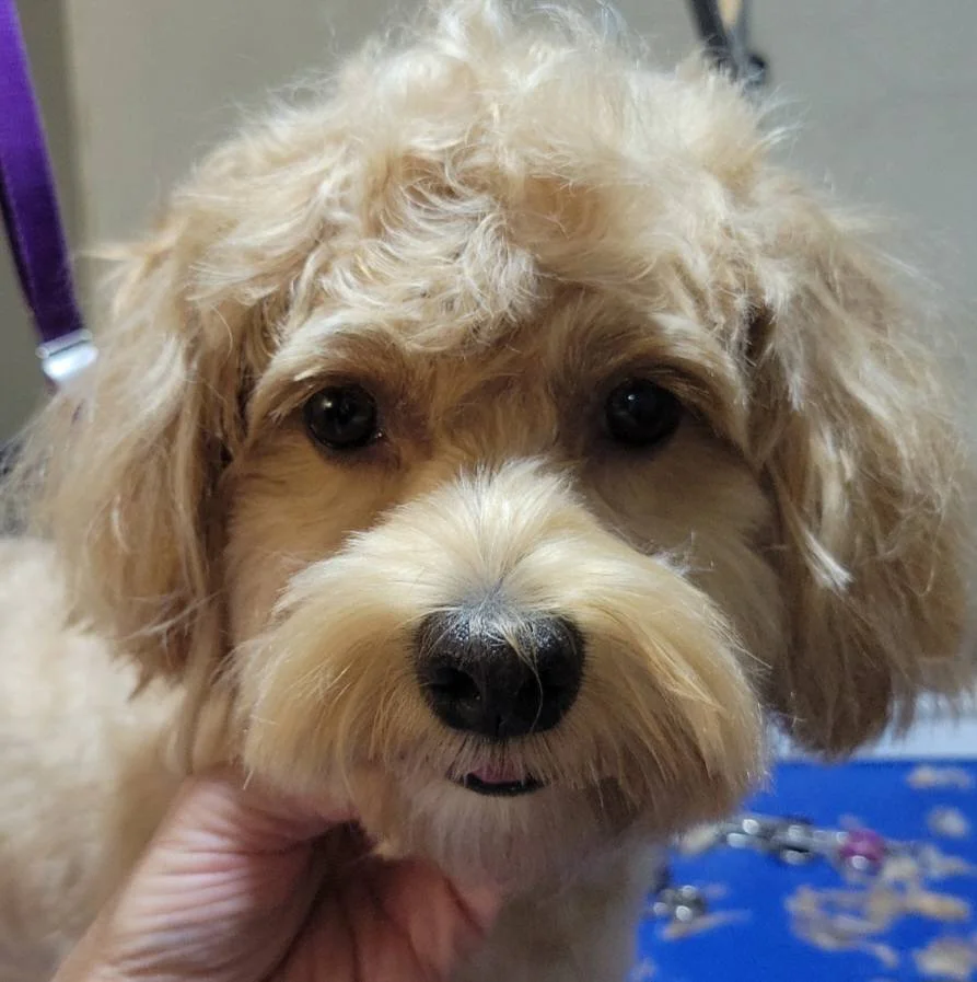 Close-up of a light-colored curly-haired dog with dark eyes and a black nose, being gently held by a person's hand.