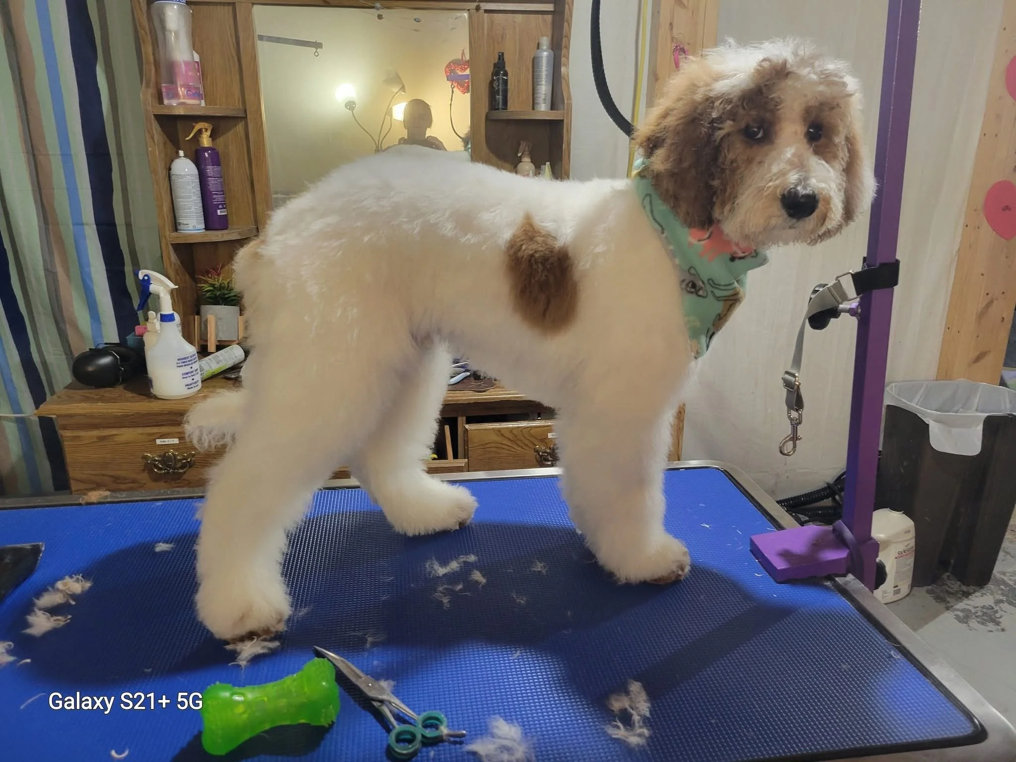 A small, fluffy dog with a light-colored body and brown patches, standing on a grooming table with grooming tools nearby, wearing a colorful bandana around its neck.