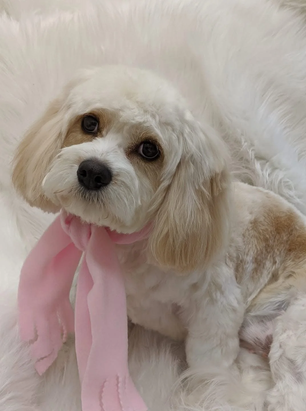 Cute cream-colored puppy with floppy ears, wearing a pink bow, lying on white fluffy surface.