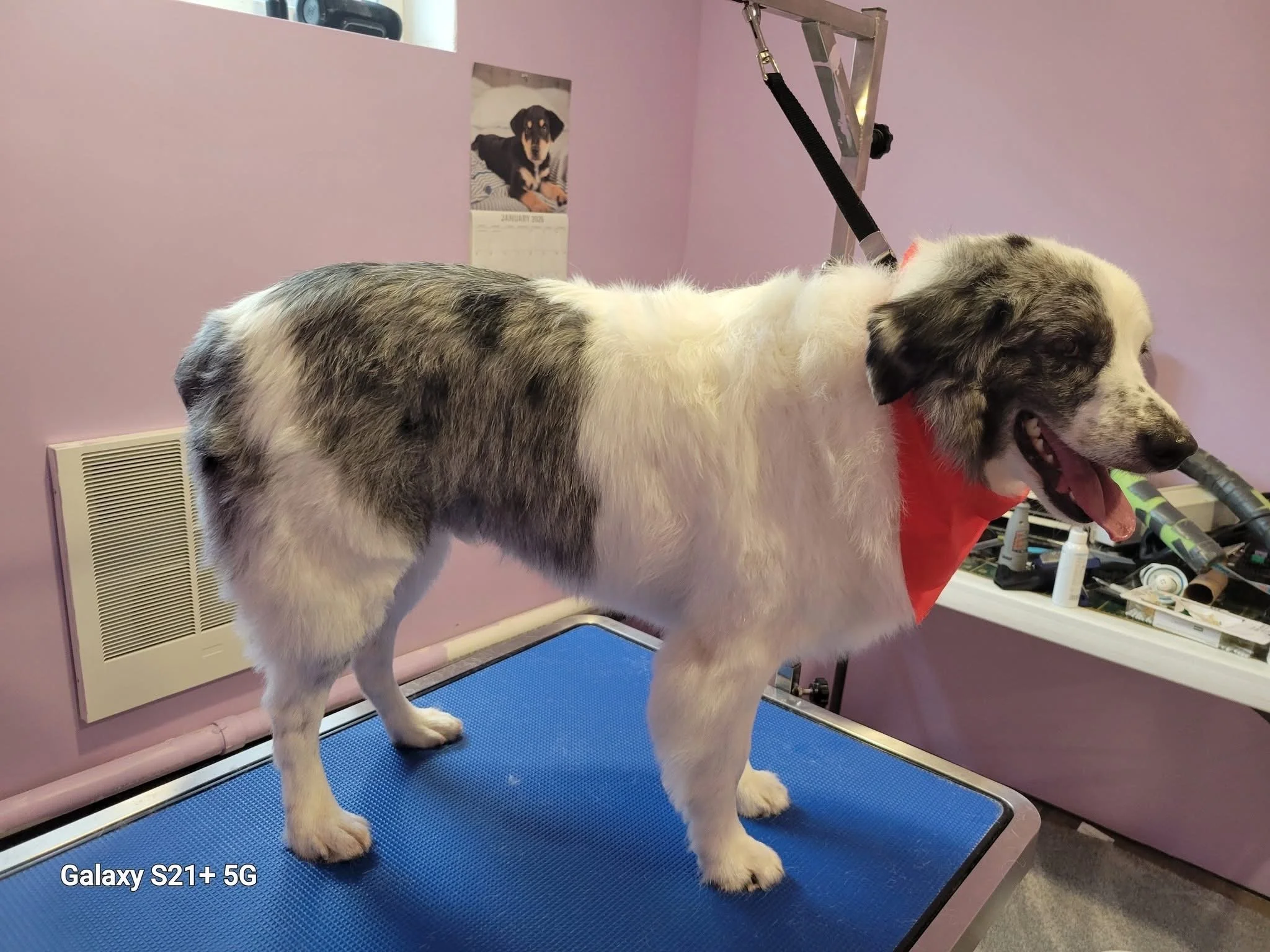 A dog with a merle coat pattern and a red bandana standing on a grooming table indoors, with grooming tools on a counter behind it, pink walls, and a calendar with a dog picture on the wall.