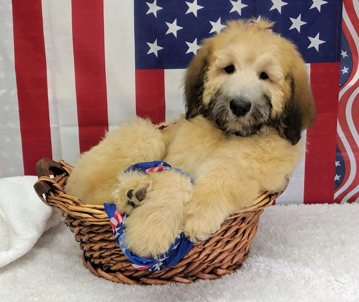 A fluffy golden retriever puppy lying in a wicker basket with an American flag background.
