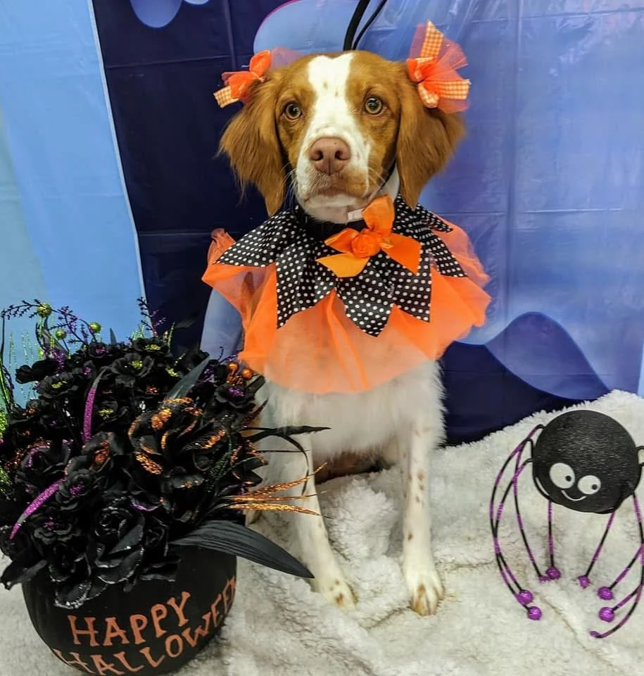 Dog dressed in Halloween costume with orange and black tutu, polka dot bow, and orange bow headbands, sitting on a white blanket with a Halloween themed decoration and a spooky black spider ornament nearby.
