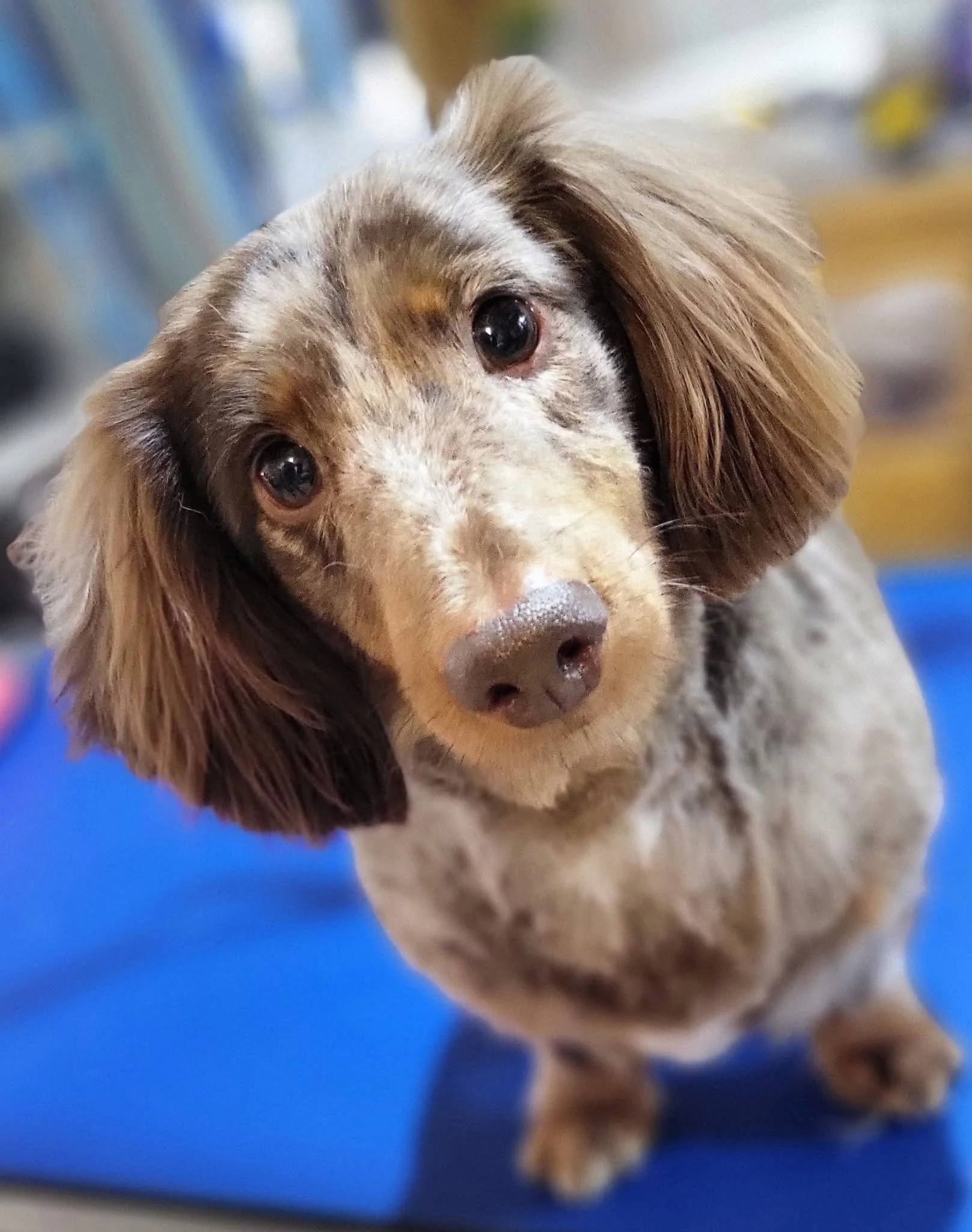 Close-up of a cute dappled dachshund puppy looking at the camera with large eyes, on a blue surface.