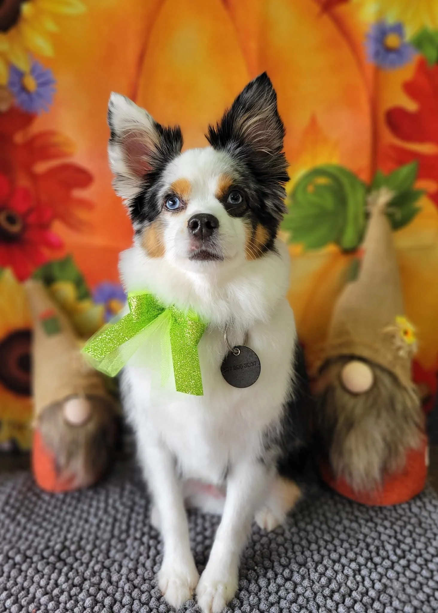 A small black, white, and orange dog with heterochromatic eyes, sitting in front of a colorful autumn-themed background, wearing a green glittery bow around its neck.