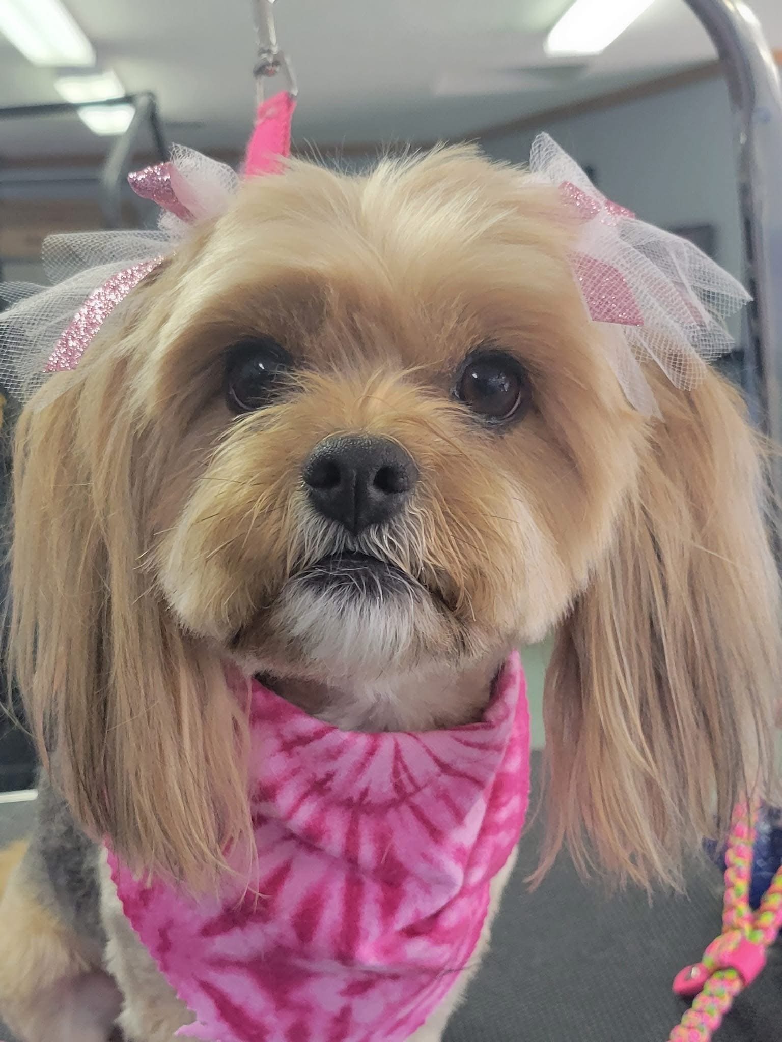 A small dog with long ears wearing a pink tie-dye bandana and pink bows with tulle on its ears, sitting on a grooming table.
