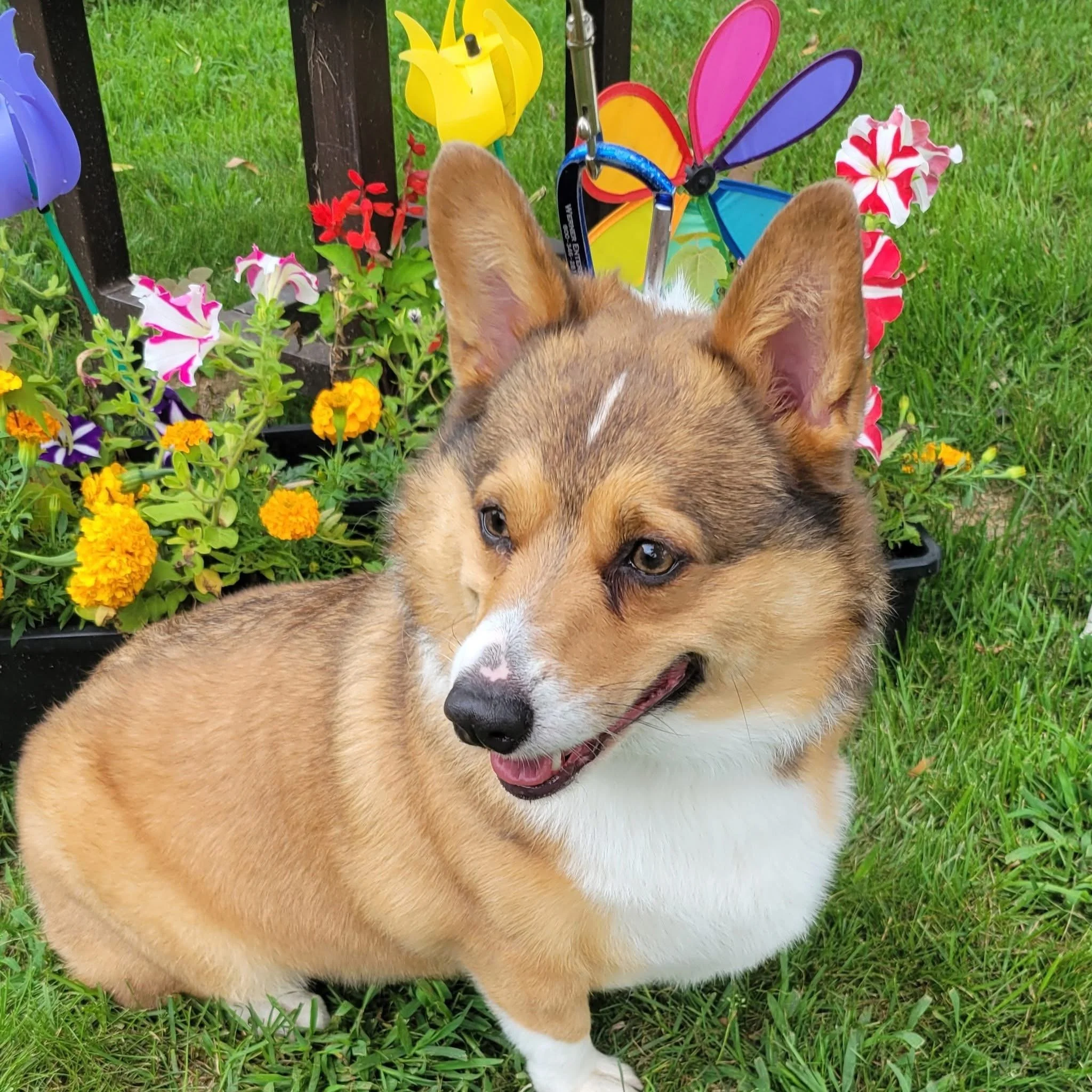 A happy corgi with a colorful pinwheel and potted flowers in the background