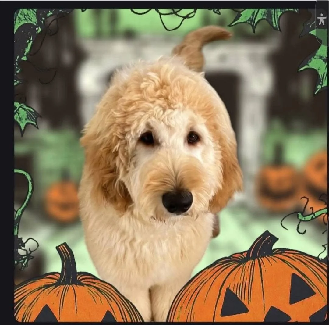 A fluffy, light-colored dog, possibly a Labradoodle puppy, standing in front of a Halloween-themed background with carved pumpkins and spooky decorations for Halloween.