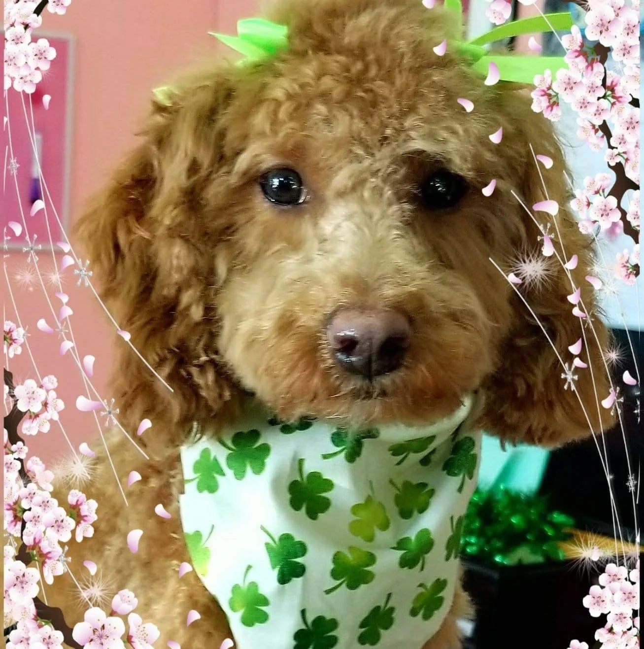 A cute brown curly-haired puppy wearing a shamrock-patterned bandana surrounded by pink cherry blossom and sparkling decorative border.