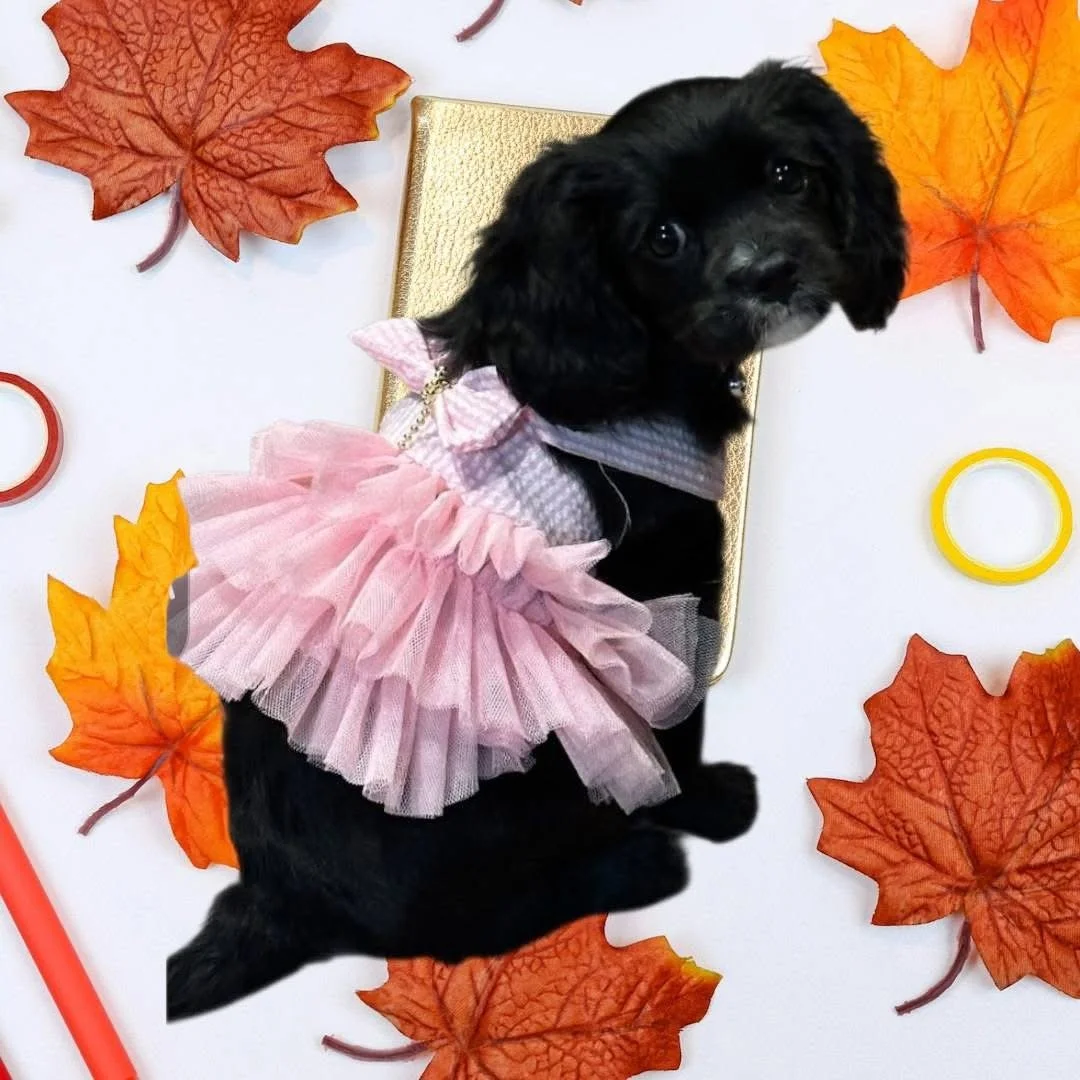 A small black puppy wearing a pink tutu and dress, surrounded by autumn leaves and craft rings on a white background.