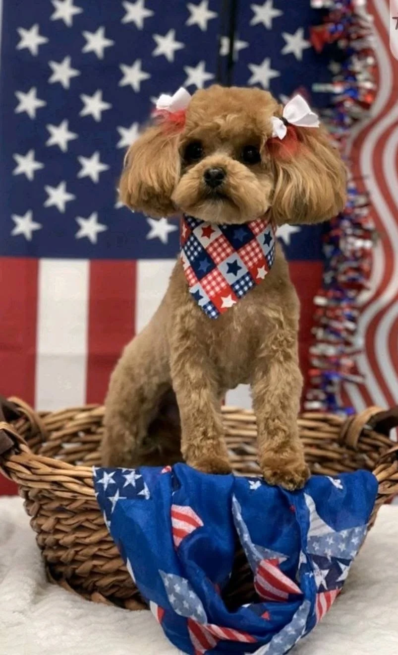 A cute brown poodle puppy with a white bow and red bow on its ears, wearing a patriotic bandana, sitting in a wicker basket decorated with American flag-themed fabric, in front of a background featuring a large American flag and red, white, and blue 