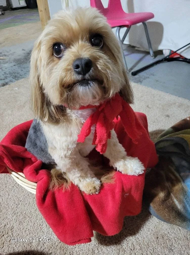 A small, light brown dog with a black nose and big, expressive eyes, sitting in a red blanket. The dog has a red scarf around its neck and is sitting on a beige carpet in a room with pink chairs and some miscellaneous objects.