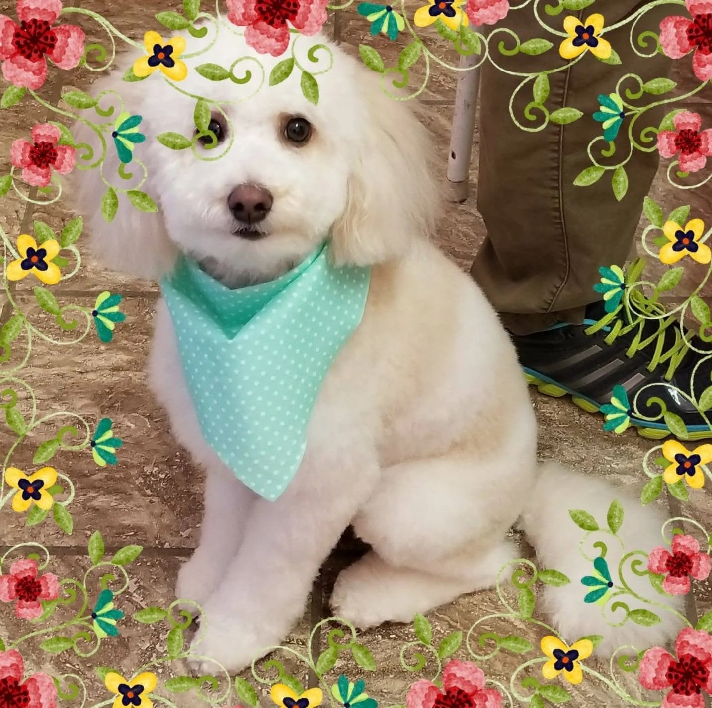 A cute white dog with fluffy fur and a mint green polka-dot bandana sitting on a dirt ground, surrounded by a decorative floral border.