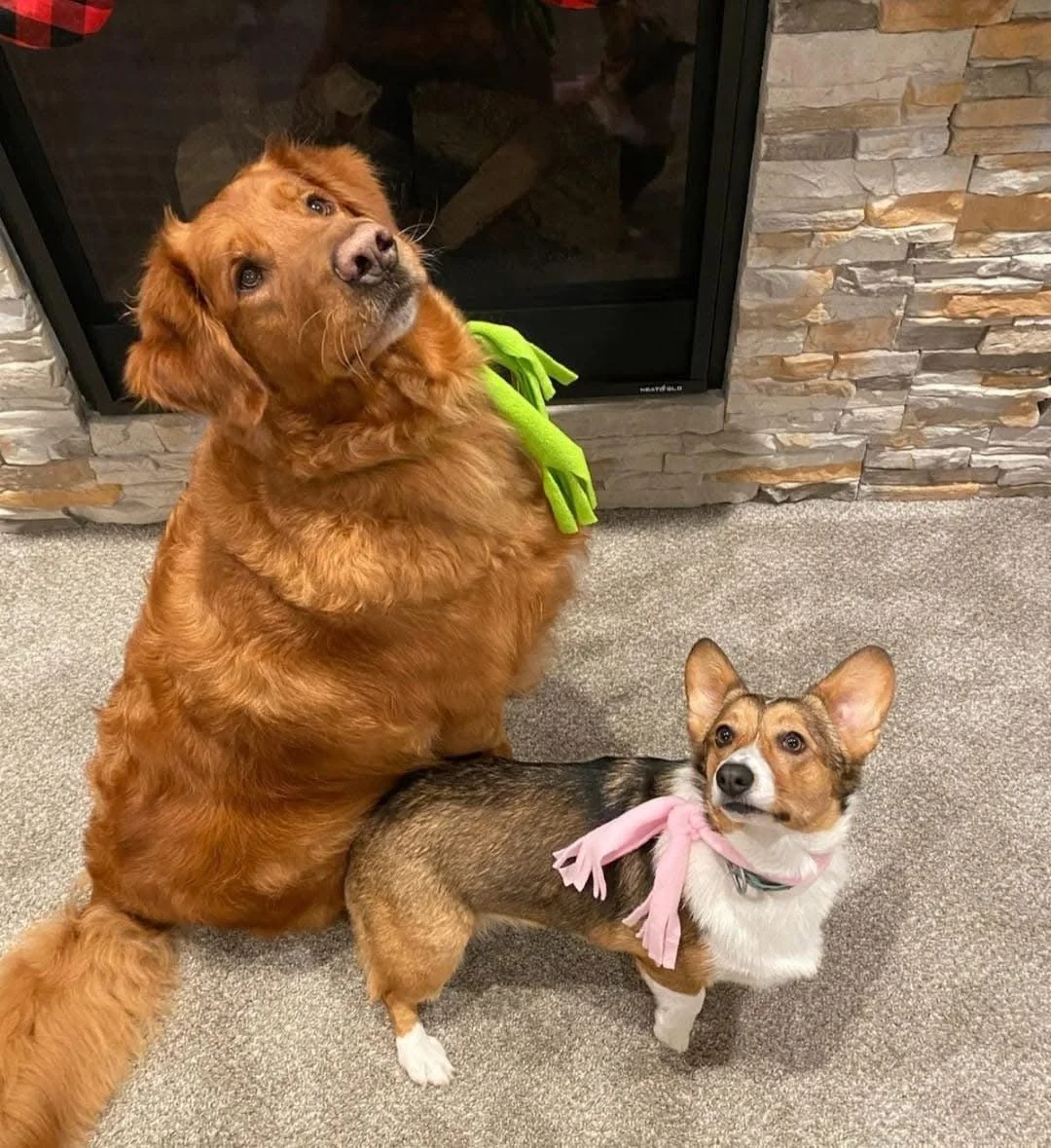 Two dogs, a large golden retriever with a green bow around its neck sitting on carpet near a fireplace, and a small Welsh Corgi with a pink bow around its neck looking up. Both dogs are looking slightly upward.