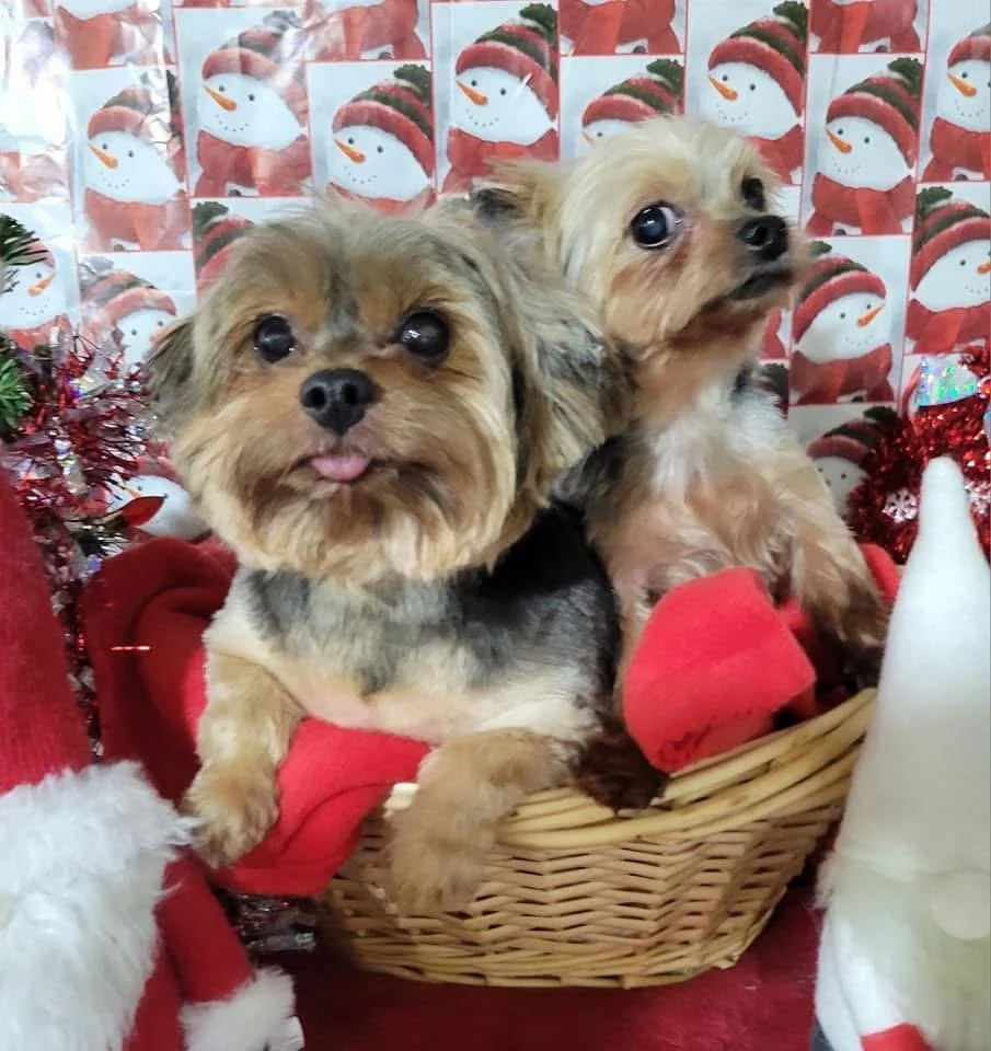 Two small dogs sitting in a basket on a red blanket, with a holiday-themed background featuring snowmen and Christmas decorations.