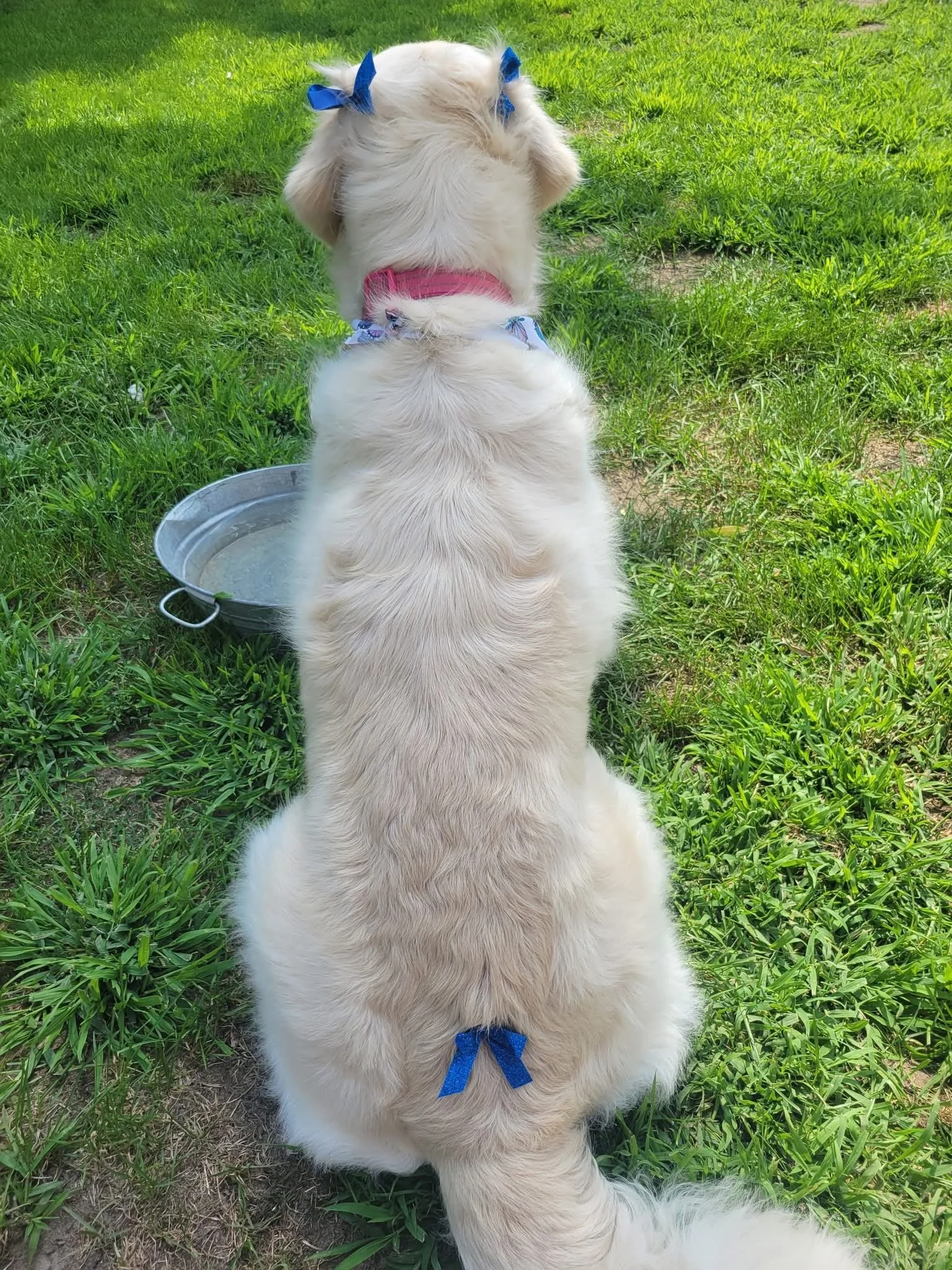 A fluffy white dog with blue bows on its ears, sitting outdoors on green grass, facing away from the camera, with a metal water bowl nearby.