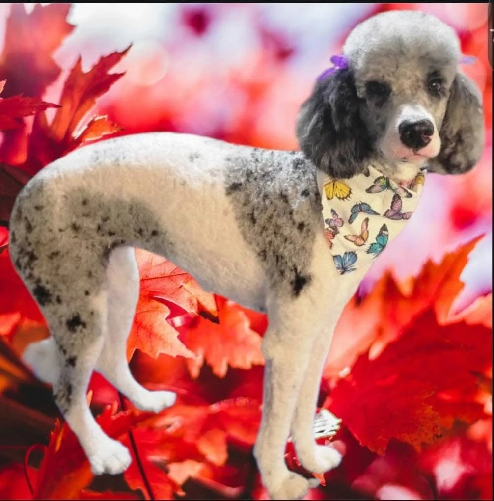 A dog with a poodle-like haircut, black ears, and white fur with black spots standing in front of a background of red autumn leaves, wearing a butterfly-patterned bandana.