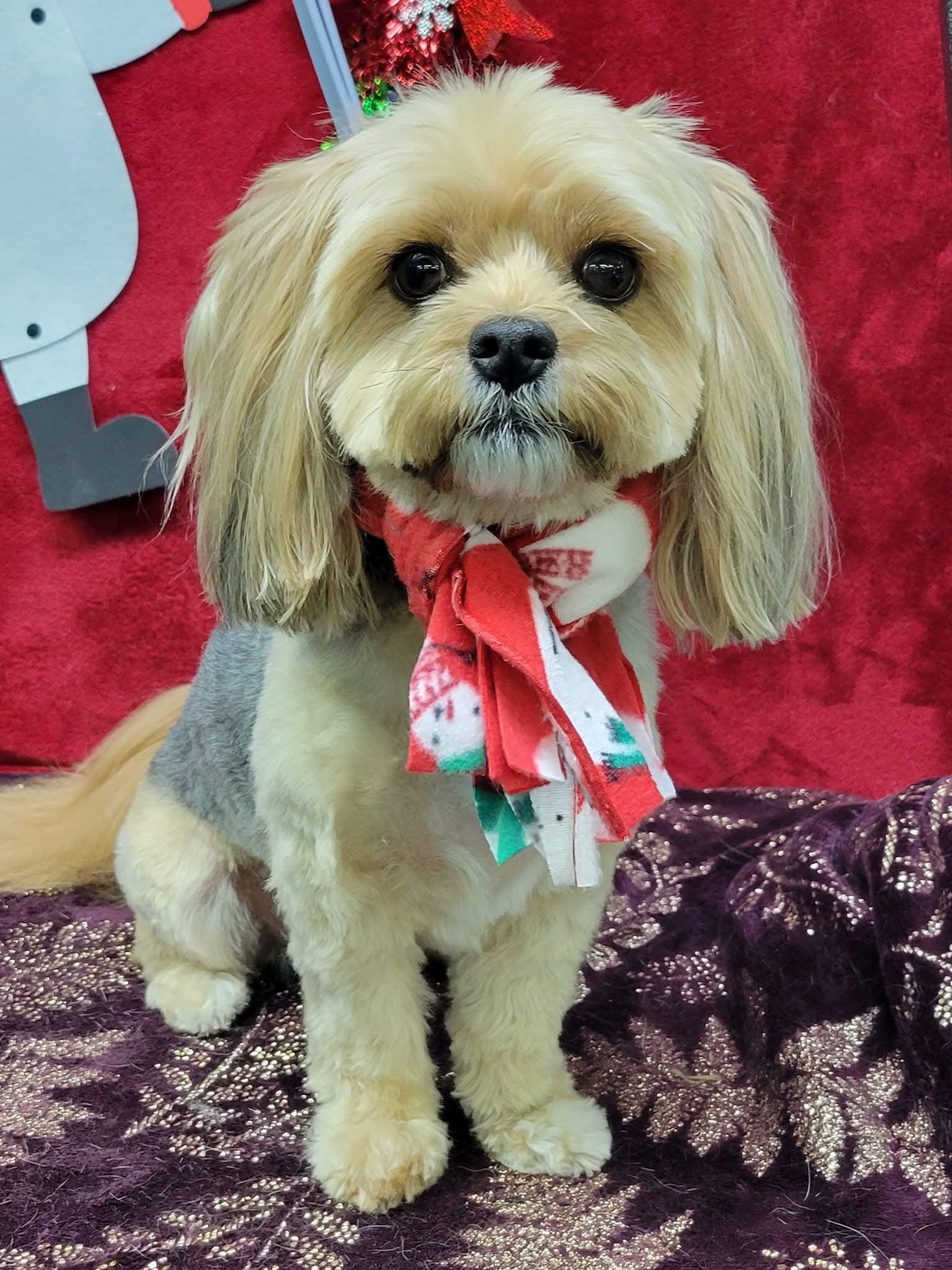 Cute small dog with long ears and fluffy fur, wearing a festive red and white bandana, sitting on a decorative purple blanket, with Christmas decorations in the background.
