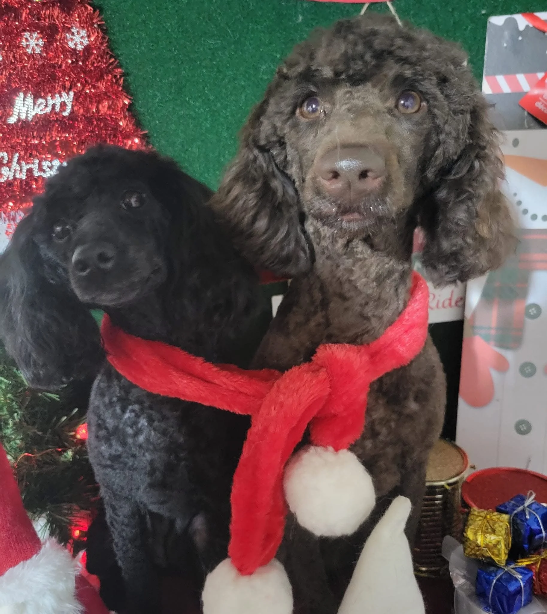 Two puppies wearing red scarves with white pom-poms, posing in front of Christmas decorations.