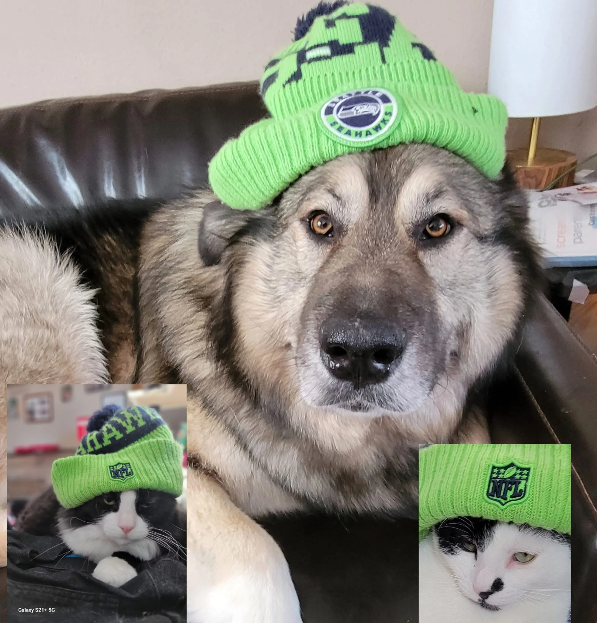 A large Alaskan Malamute dog with a green NFL beanie on its head, sitting on a leather couch. Two smaller inset photos show black and white cats wearing similar green NFL beanies, one lying down and the other looking up.
