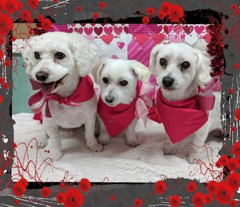 Three small white dogs wearing pink bandanas, sitting on a white blanket with a Valentine's Day themed backdrop and red flowers framing the photo.