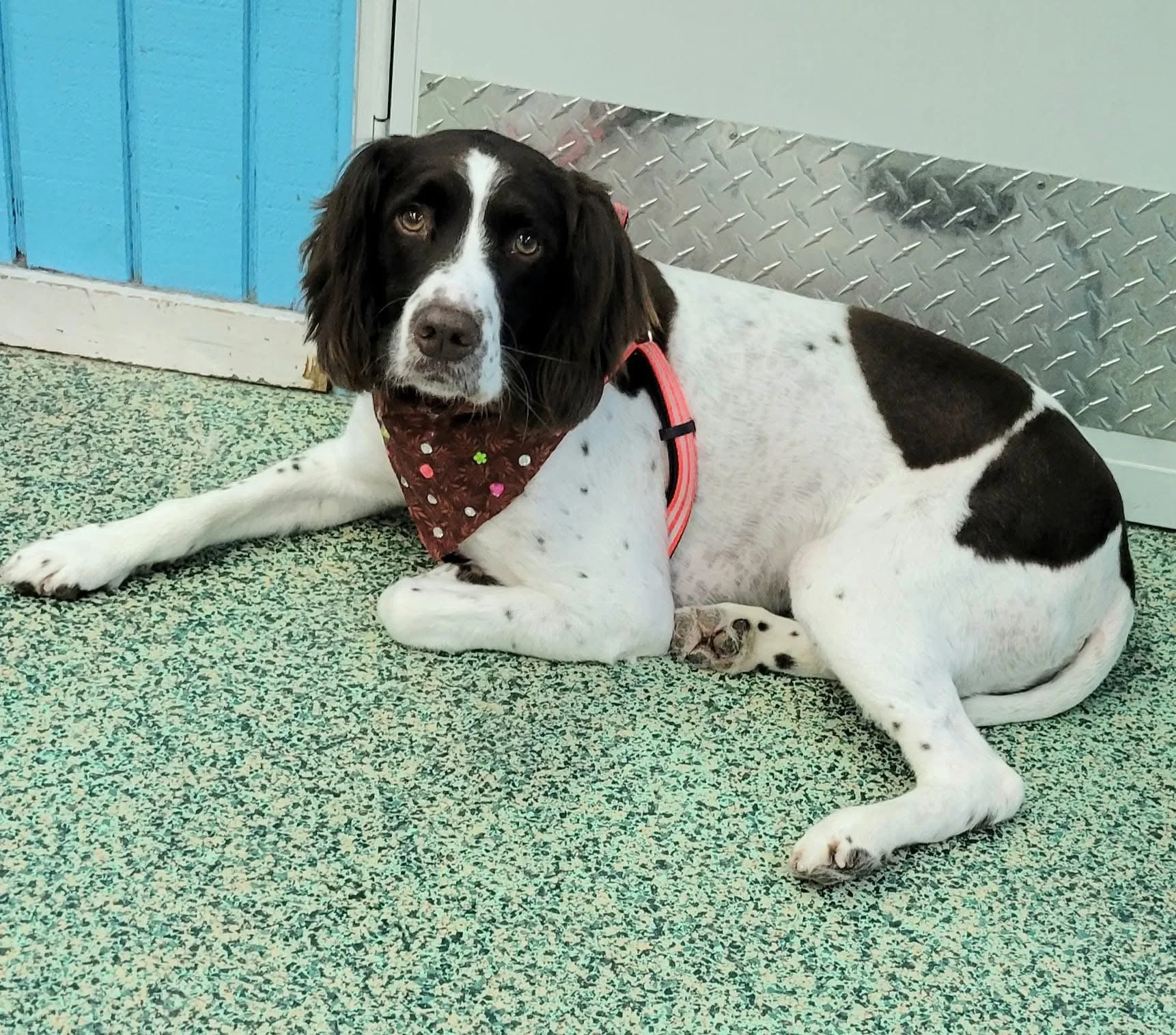 A black and white dog lying on a speckled green floor with a blue wall and a metal door in the background, wearing a red collar and a brown bandana with colorful dots.