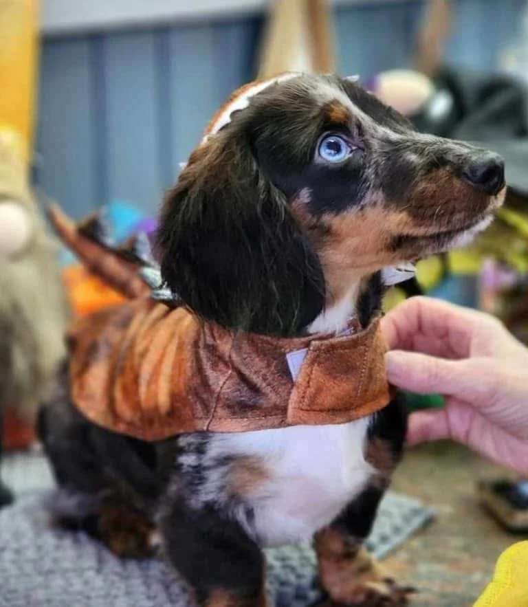 A cute dog dressed in a plush tiger costume, sitting on a carpet, with a person's hand adjusting the costume.