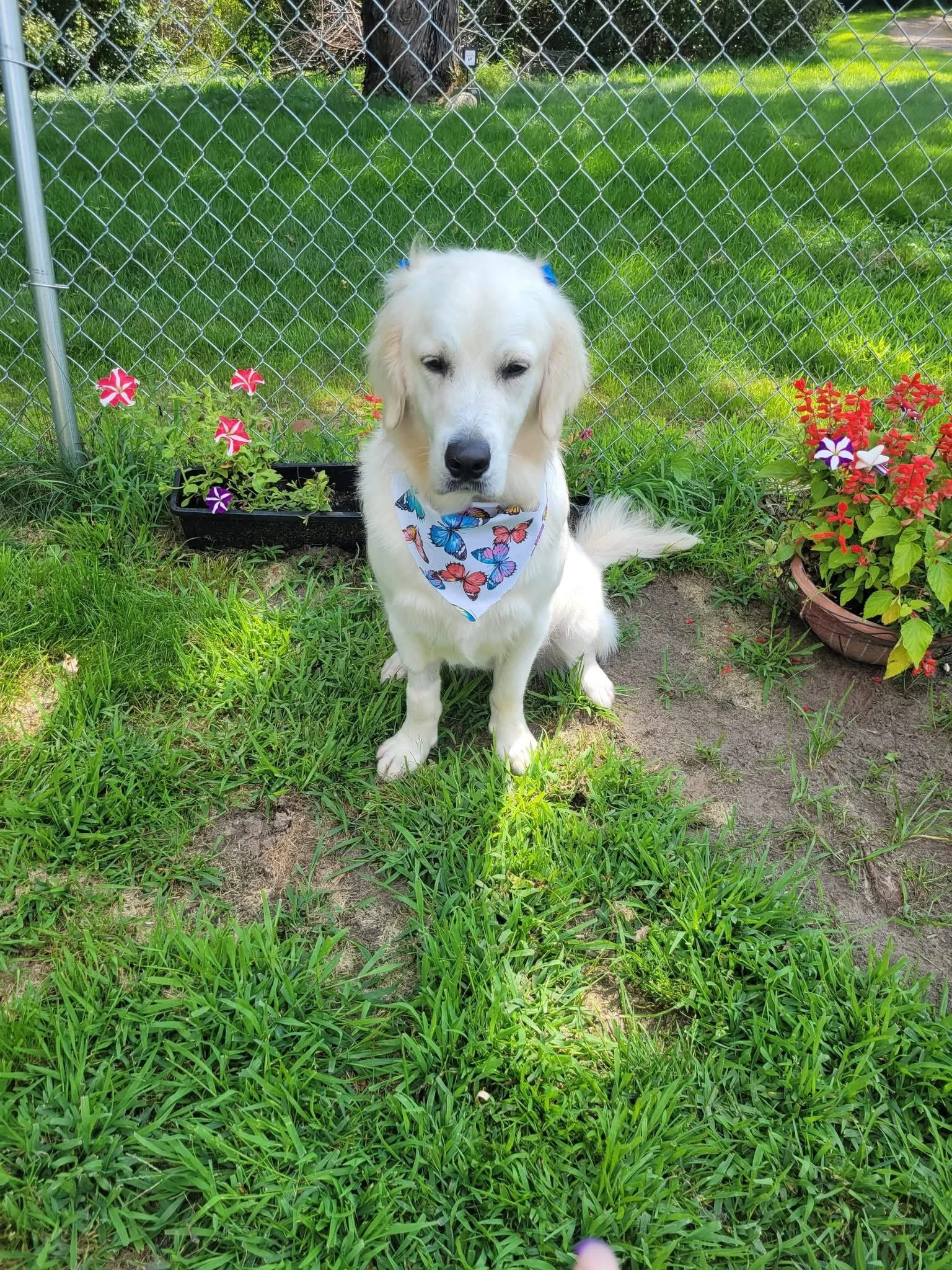 A white retriever dog sitting on grass in a backyard, wearing a butterfly-patterned bandana, with colorful flowers and a chain-link fence in the background.