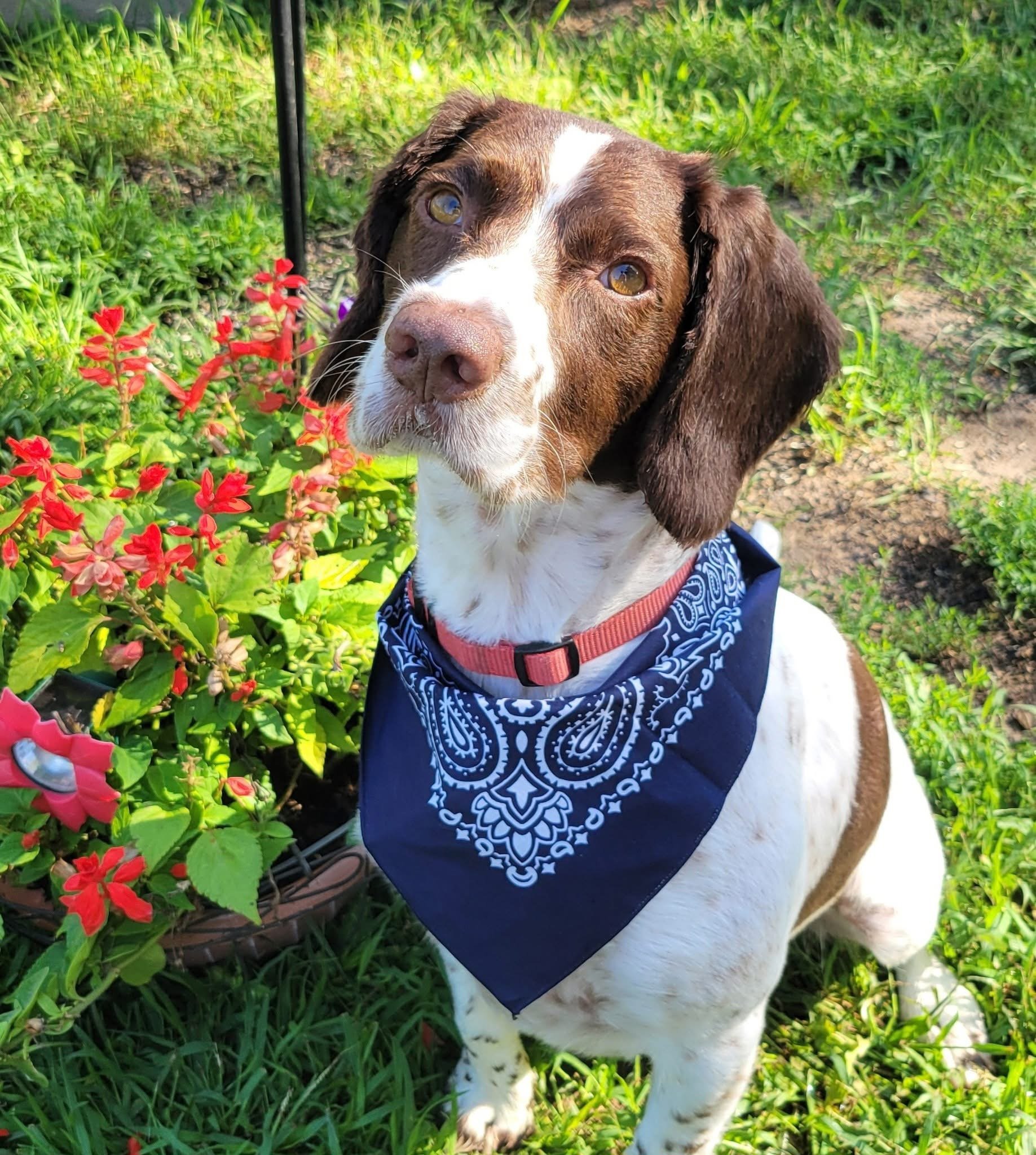 A brown and white dog sitting outdoors among green grass and red flowers, wearing a blue bandana with white patterns and a red collar.