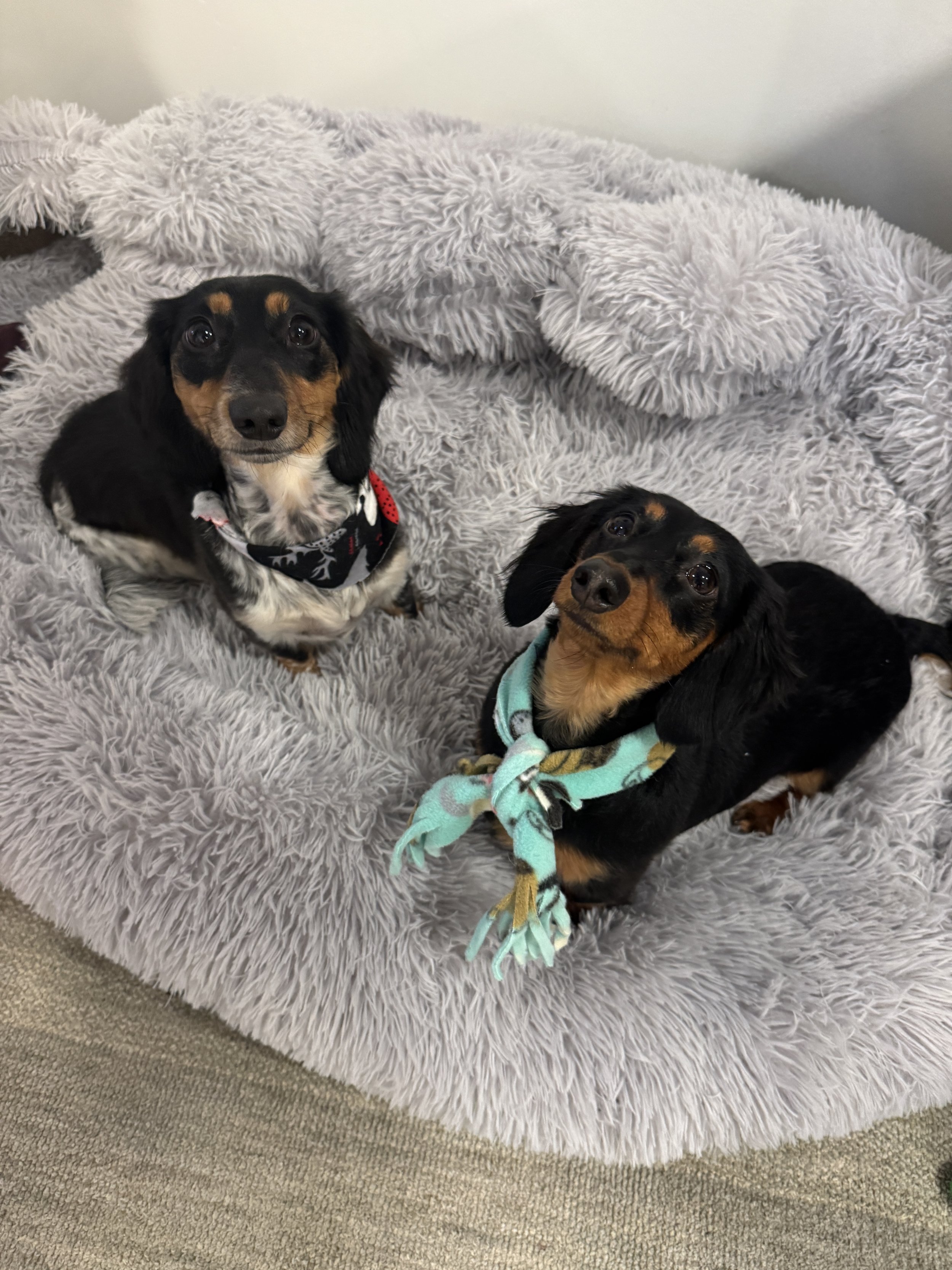Two black and tan Dachshund puppies sitting on a plush gray dog bed.