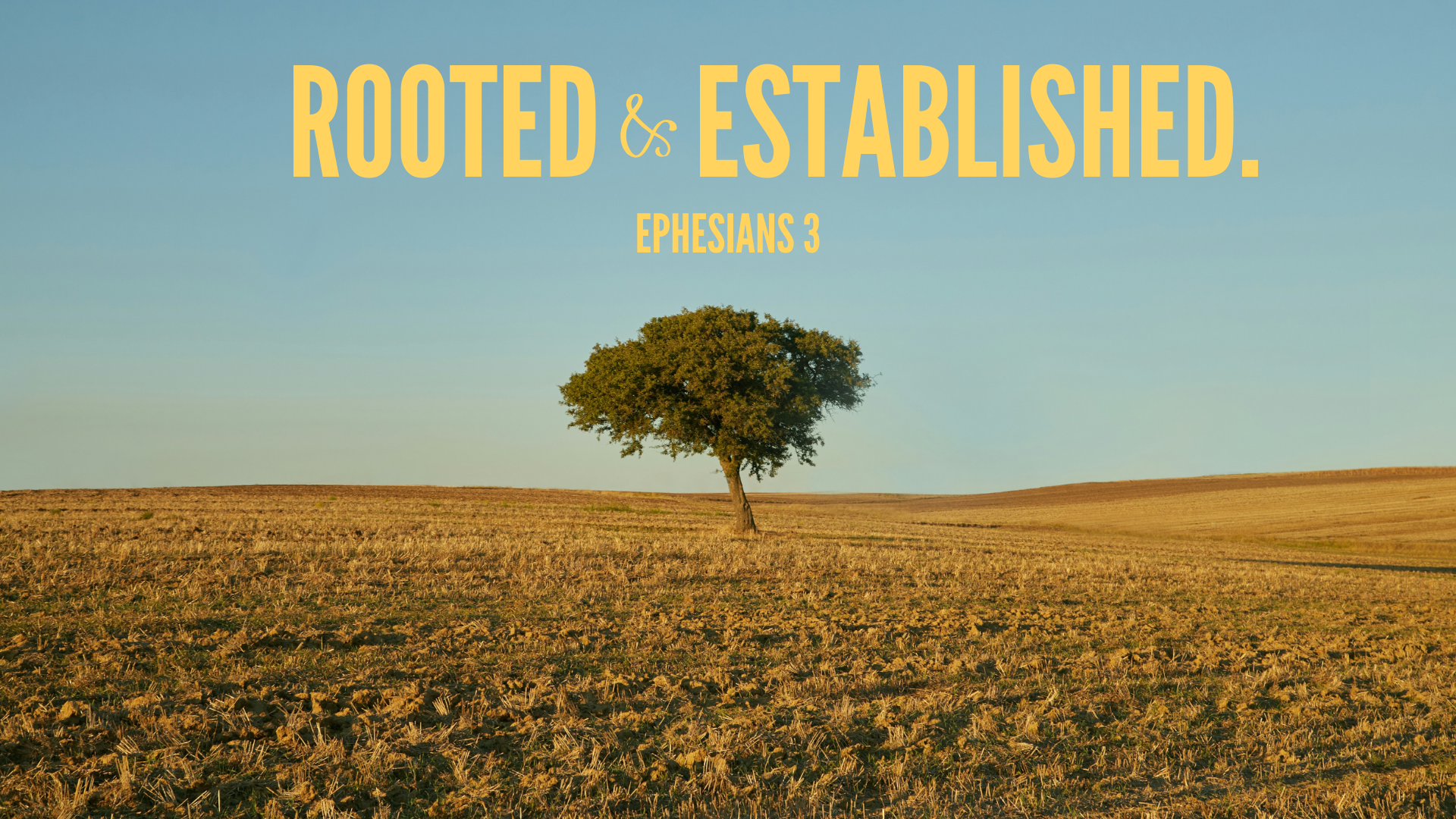 Lone tree in a field - Rooted & Established graphic