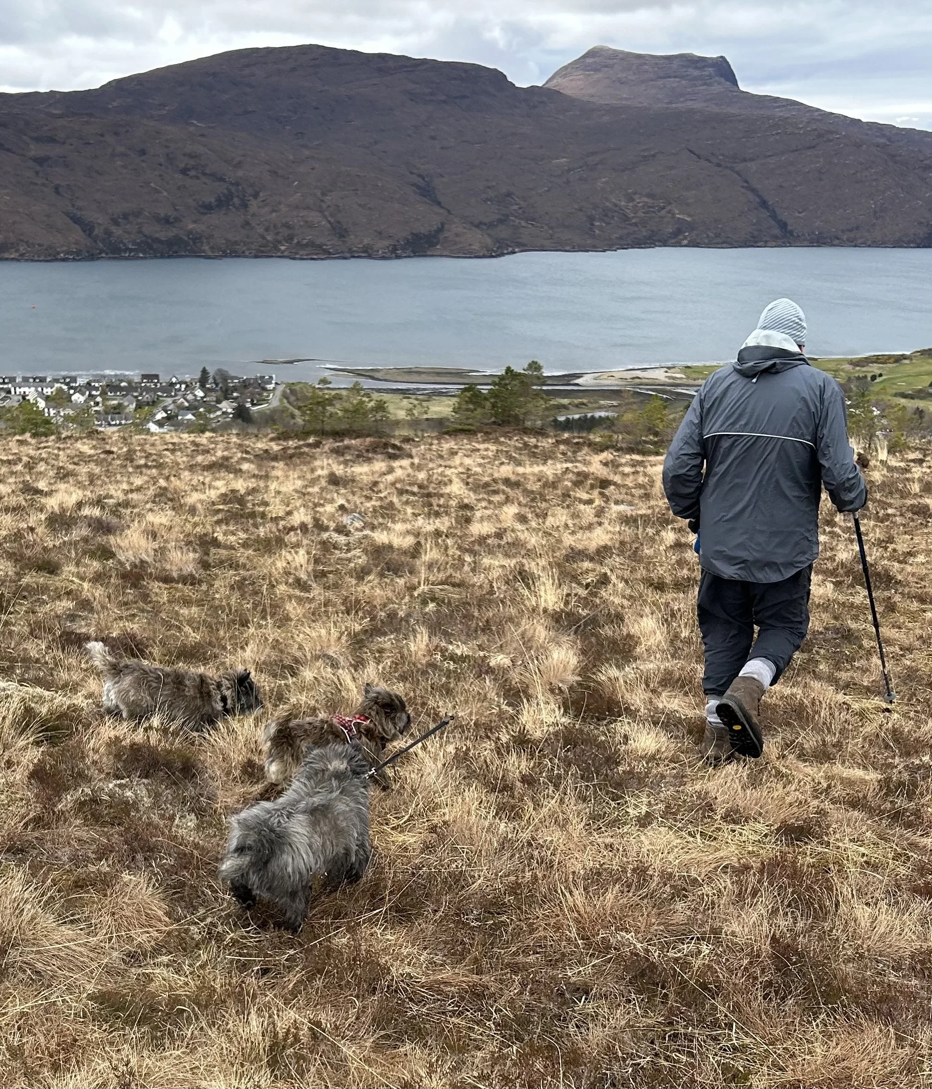 A person walking on a grassy hillside with three small dogs, overlooking a body of water with mountains in the background.