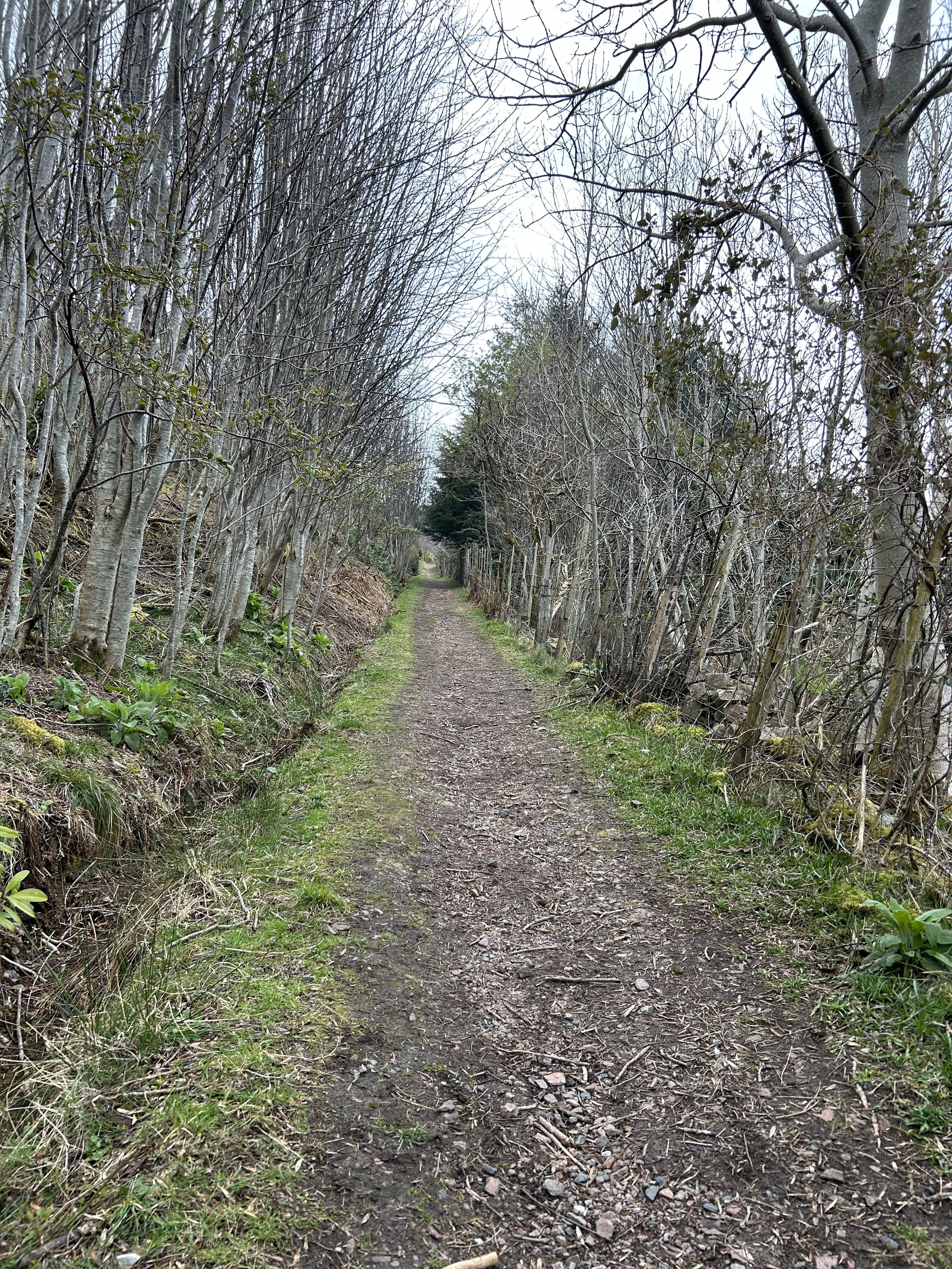 A dirt trail running through a wooded area with leafless trees on either side.