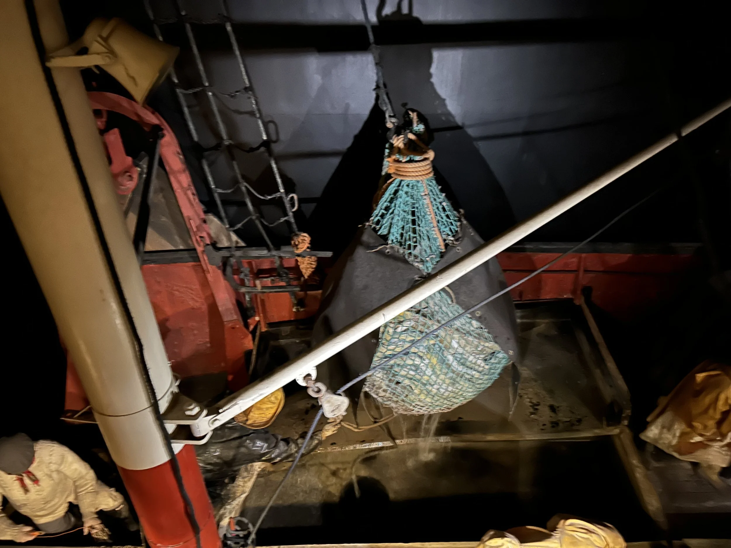 A large moth with blue, black, and orange wings resting on a black surface, with red and white striped support structures and other objects nearby.